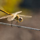 Red Veined Darter